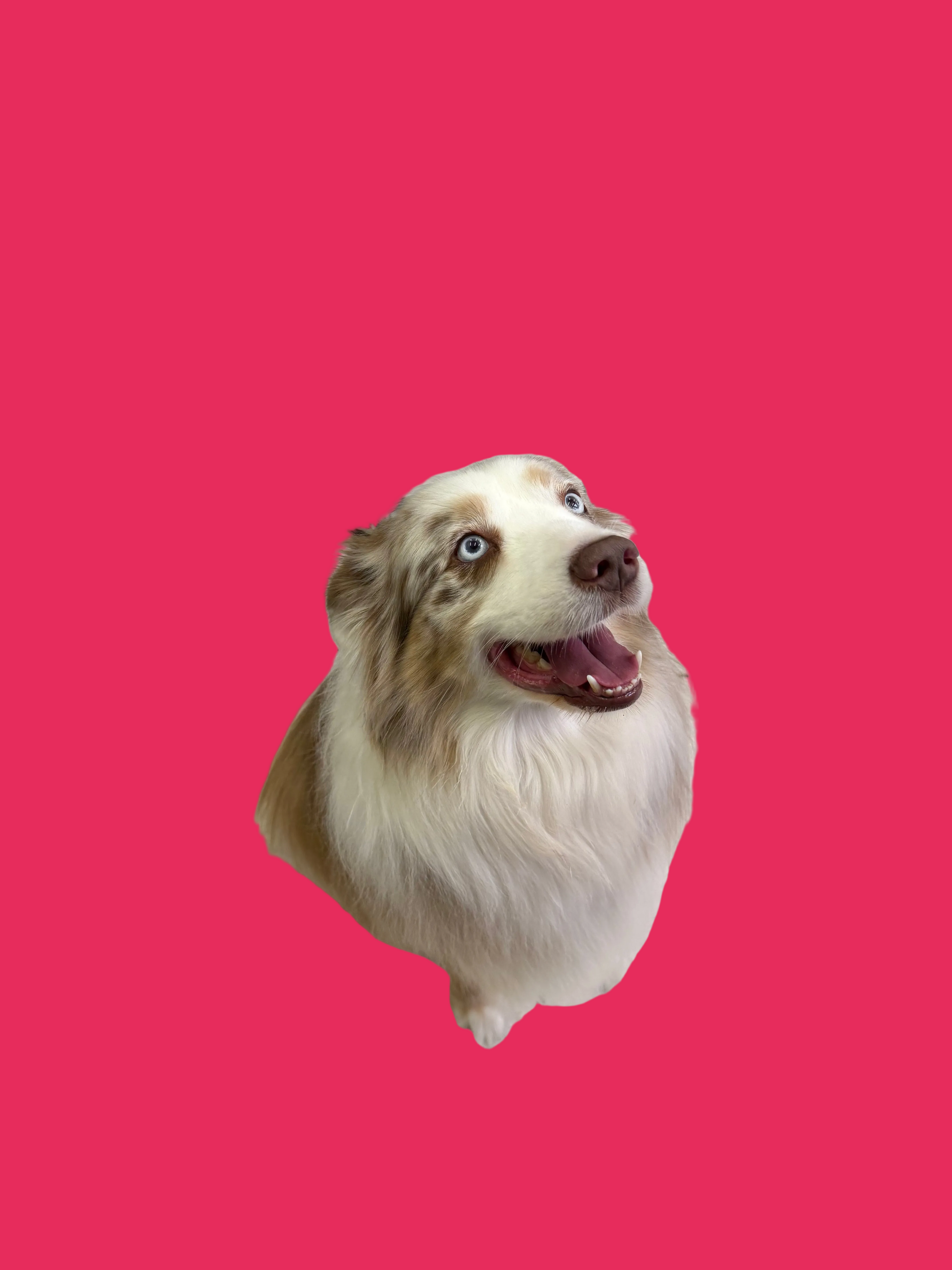 A fluffy long-haired dog with blue eyes and merle-colored fur sits on a light-colored tiled floor, looking up with its mouth open. A person wearing dark pants is partially visible on the left, and an office chair is in the background.